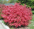 Euonymus Alatus Dwarf Burning Bush Shrub - Bare Root, Green Foliage, Hardy Landscape Plant