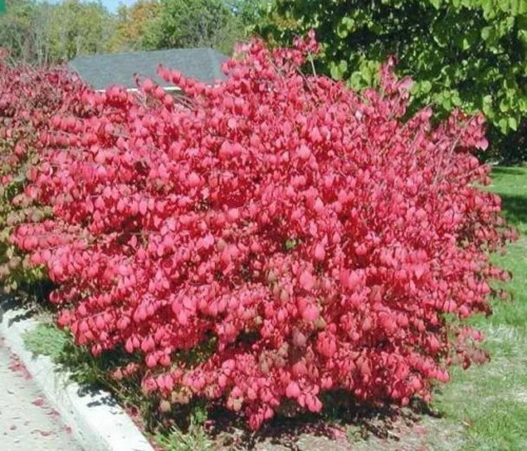 Euonymus Alatus Dwarf Burning Bush Shrub - Bare Root, Green Foliage, Hardy Landscape Plant