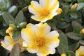 Portulaca oleracea Lemon Twist Seeds - Colorful Succulent Plant for Gardens & Containers