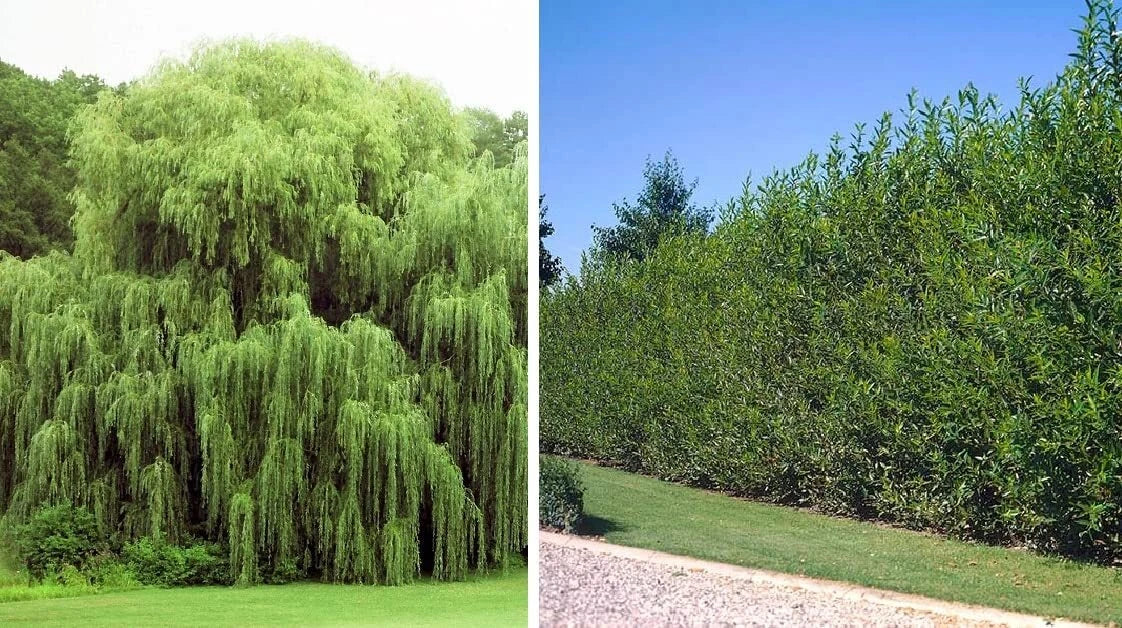 Weeping Willow & Aussie Willow Trees Combo – Salix babylonica & Salix australis – Easy to Grow, Landscape, Garden, Water-Friendly