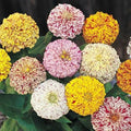 Zinnia Seeds Peppermint Stick Mix Candy Striped Flowers Non-GMO 200 Seeds for Garden, Flower Bed, Container, Pollinator Attracting