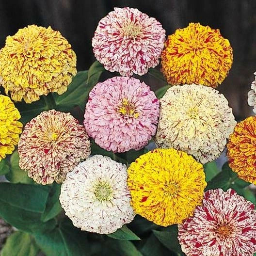 Zinnia Seeds Peppermint Stick Mix Candy Striped Flowers Non-GMO 200 Seeds for Garden, Flower Bed, Container, Pollinator Attracting