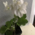 Live Rooted Geranium Plant 1 Gallon White Flowers Pelargonium graveolens Fragrant Outdoor Garden