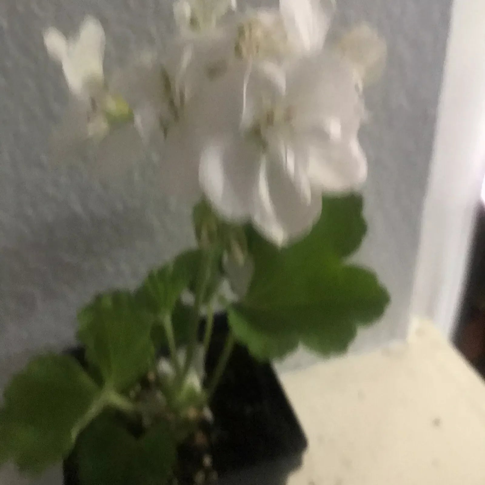 Live Rooted Geranium Plant 1 Gallon White Flowers Pelargonium graveolens Fragrant Outdoor Garden