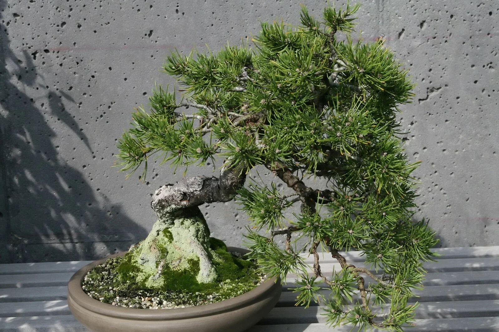 Mugo Pine Seeds - 25 Pack, Dwarf Evergreen Conifer, Pinus mugo mughus, Hardy Landscaping, Rock Garden, Bonsai