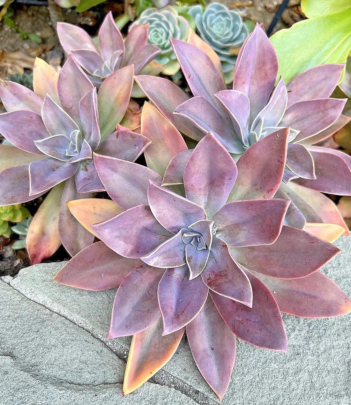 Rare Succulent Graptoveria Fred Ives 4-Inch Live Plant for Indoor Garden, Home Decor, Gift, Rosette, Low Maintenance