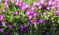 Creeping Ice Plant Cuttings 12pcs Purple Pink Ground Cover Succulents Delosperma cooperi