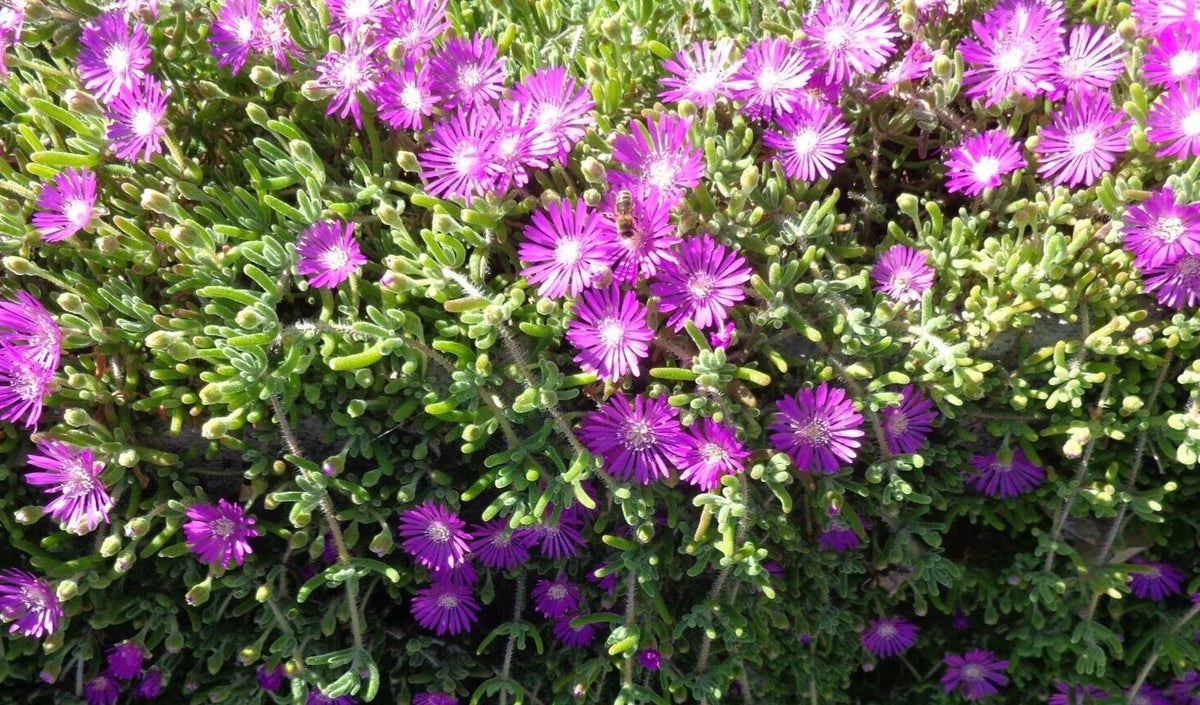 Creeping Ice Plant Cuttings 12pcs Purple Pink Ground Cover Succulents Delosperma cooperi