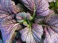 Red Giant Mustard Seeds - Heirloom Brassica juncea for Salads, Spicy Greens, Chinese Variety, 20,000 Seeds