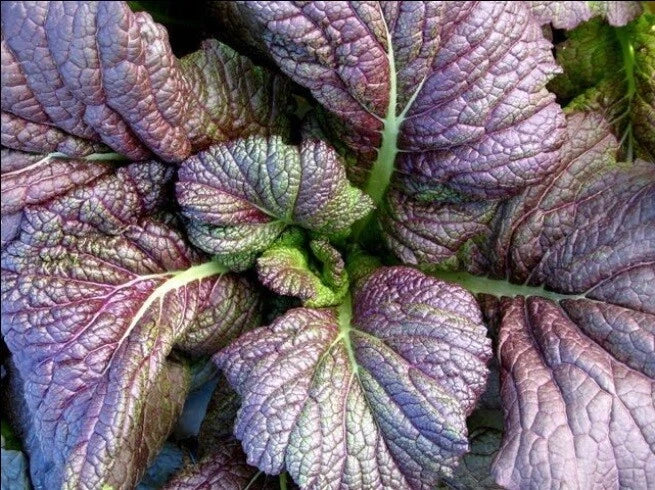 Red Giant Mustard Seeds - Heirloom Brassica juncea for Salads, Spicy Greens, Chinese Variety, 20,000 Seeds