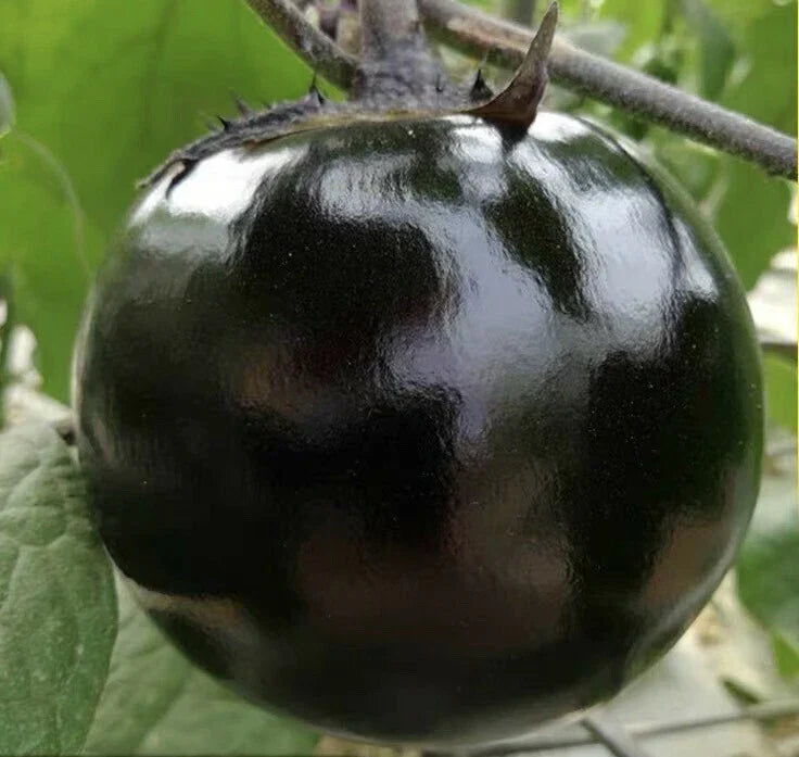 Round Black Eggplant Seeds - 30+ High Yield Solanum melongena Green Asian Vegetable for Home Garden