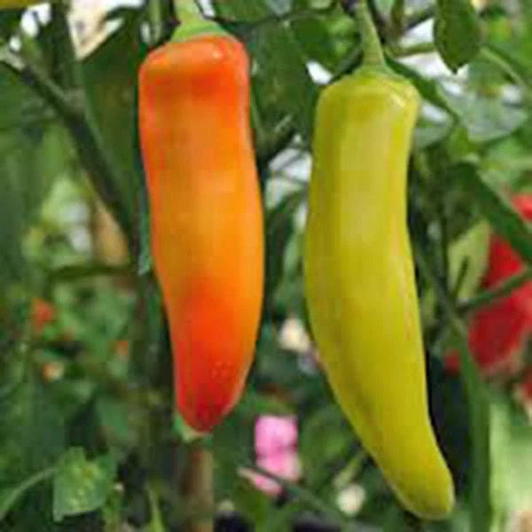 Spicy Hungarian Yellow Wax Pepper Seeds, Heirloom Non-GMO, Capsicum annuum, 20+ Seeds, Bright Yellow, Spicy Flavor