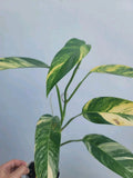 Variegated Epipremnum Aureum Plant – Blue Java Tricolor Indoor Houseplant, Vining Foliage, Easy Care, 4-Inch Pot