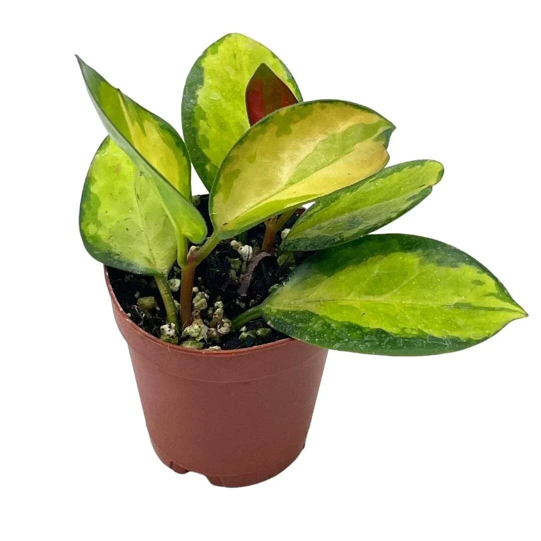 Variegated Hoya Australis Plant in 2-Inch Pot | Live Rooted Indoor Succulent | Rare Houseplant