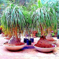 Ponytail Palm Tree Seeds - Beaucarnea recurvata Indoor House Plant - Elephant Foot, Easy Care, Drought Tolerant Seeds
