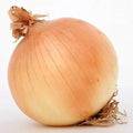 Onion Seeds Pack – Texas Early Grano Heirloom Sweet Allium cepa – 200+ Non-GMO Garden Seeds for Cooking & Harvest