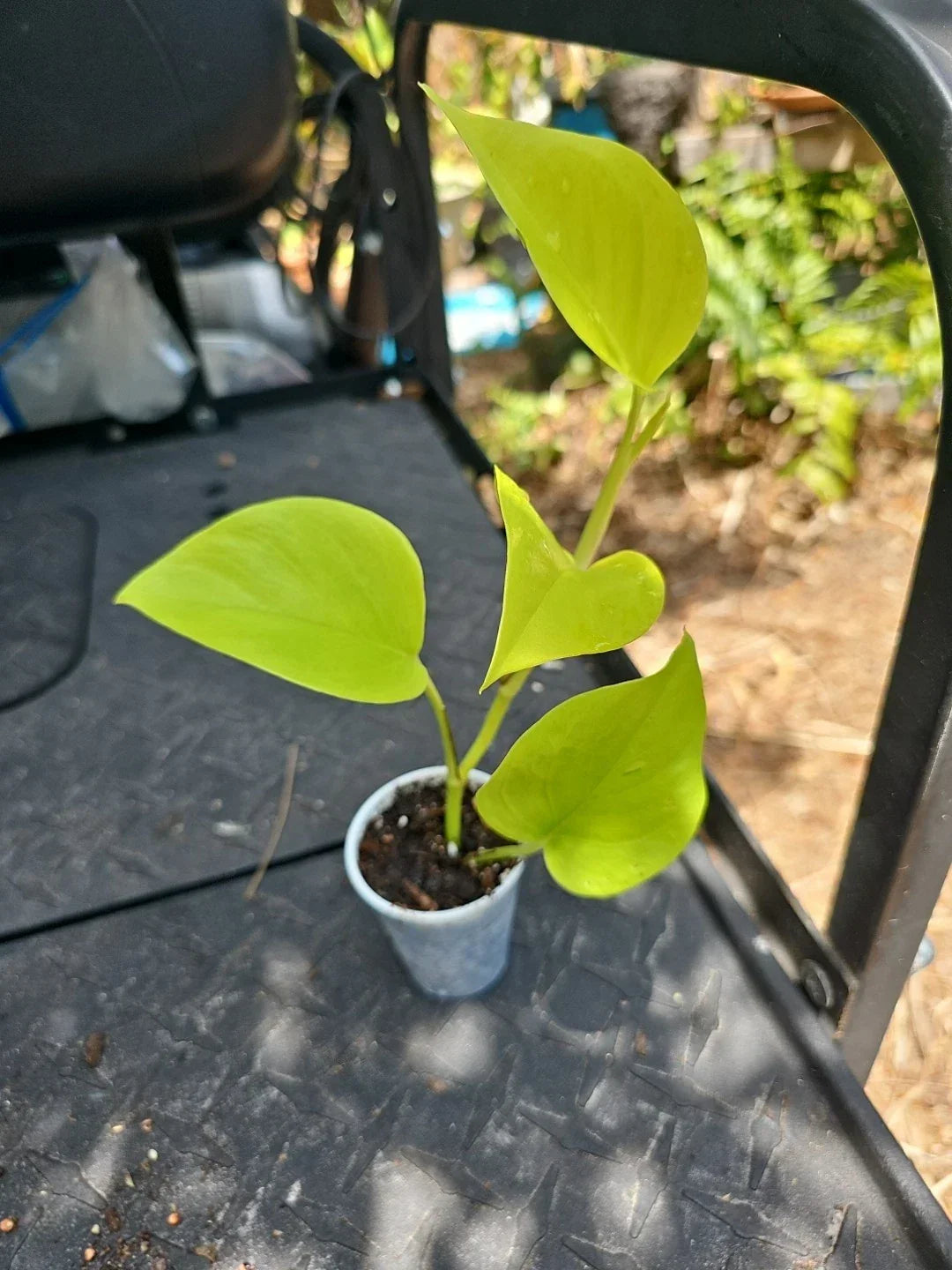 Epipremnum Champs Élysées Pothos Plant - 2.5" Pot - Variegated Green and Cream Indoor Houseplant