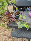 Large Sweet Potato 'Blackie' Live Plant, Ipomoea batatas, Heirloom Vine, Edible Tubers, Garden or Container Plant