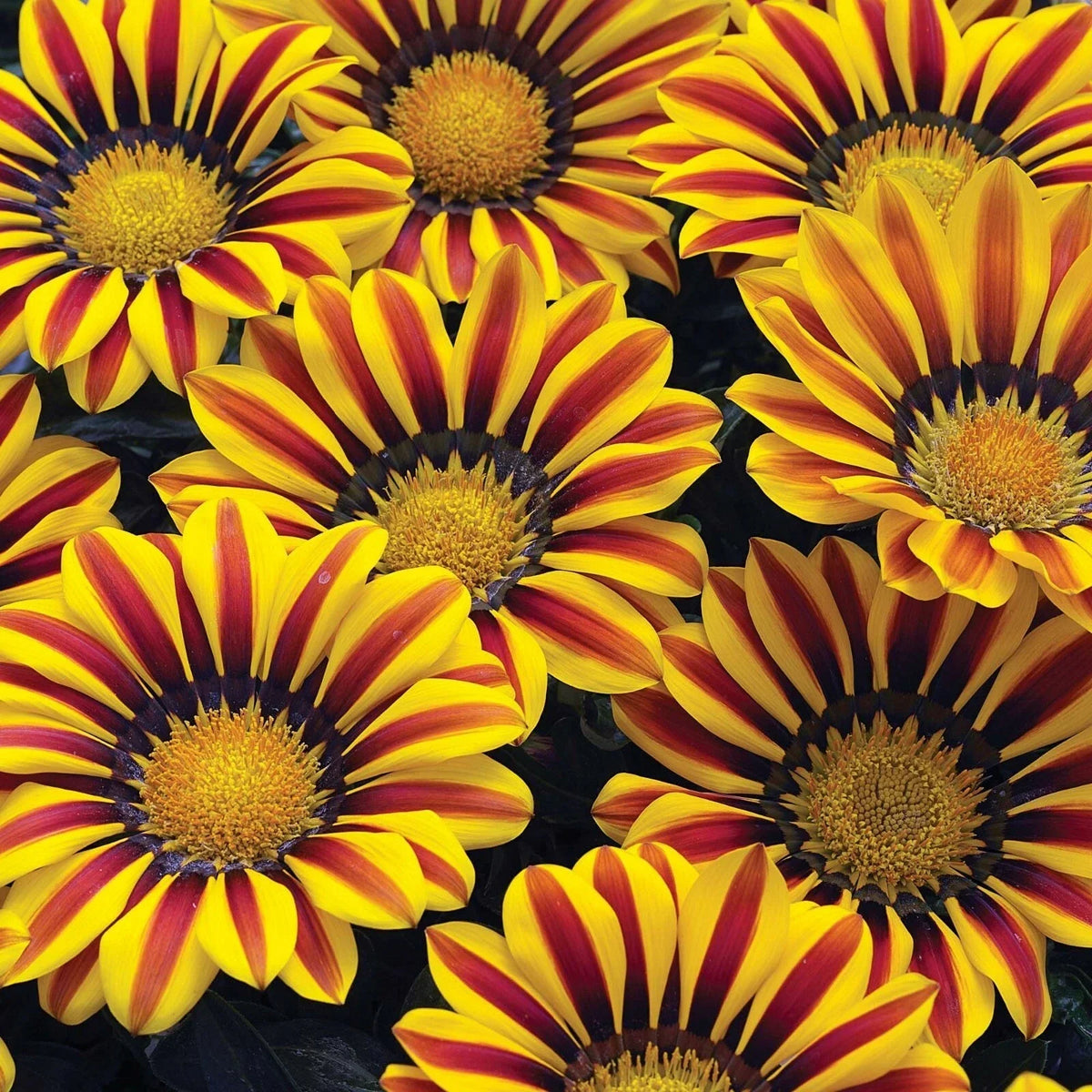Exotic Gazinga Seeds - Blanket Flower Gaillardia aristata - Colorful Mix for Borders & Gardens - 100 Seeds