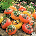 Turk's Turban Pumpkin Seeds | Vegetable Seed Pack | Cucurbita maxima | Ornamental & Edible Gourds