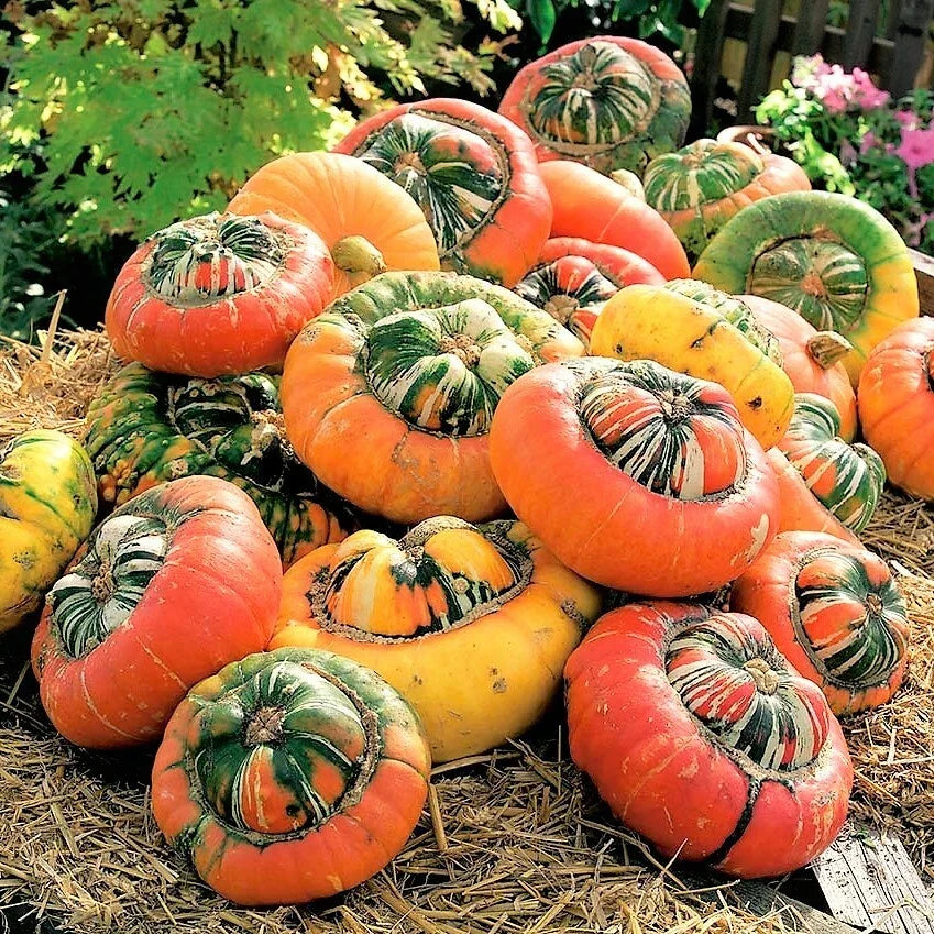 Turk's Turban Pumpkin Seeds | Vegetable Seed Pack | Cucurbita maxima | Ornamental & Edible Gourds