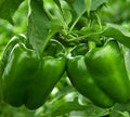 Emerald Giant Bell Pepper Seeds – 50+ Non-GMO Green Vegetable Seeds for Home Garden – Capsicum annuum