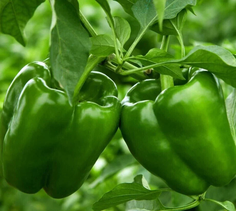 Emerald Giant Bell Pepper Seeds – 50+ Non-GMO Green Vegetable Seeds for Home Garden – Capsicum annuum
