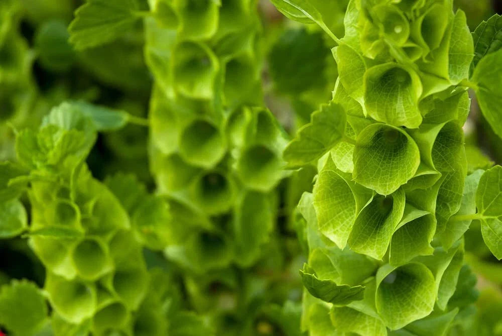 Bells of Ireland Flower Seeds - 30 Seeds - Green Petals - Molucella laevis - Unique Ornamental Annual for Garden & Cut Flowers