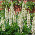 Noble Maiden Lupine Seeds - 25+ Pack, Perennial, Lupinus polyphyllus, Vibrant Flowering Seeds for Garden, Full Sun, USA Grown