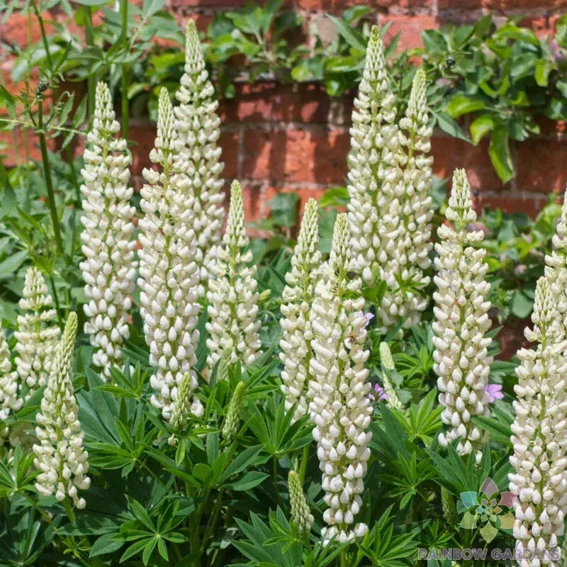 Noble Maiden Lupine Seeds - 25+ Pack, Perennial, Lupinus polyphyllus, Vibrant Flowering Seeds for Garden, Full Sun, USA Grown