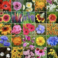 Midwest Wildflower Seed Mix 250g with 23 Native Varieties, Attracts Pollinators & Hummingbirds, Wildflower Garden Seeds
