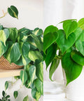 Philodendron Cuttings Combo | Unrooted Heartleaf & Brazil | Propagation Set | Philodendron hederaceum & bipinnatifidum