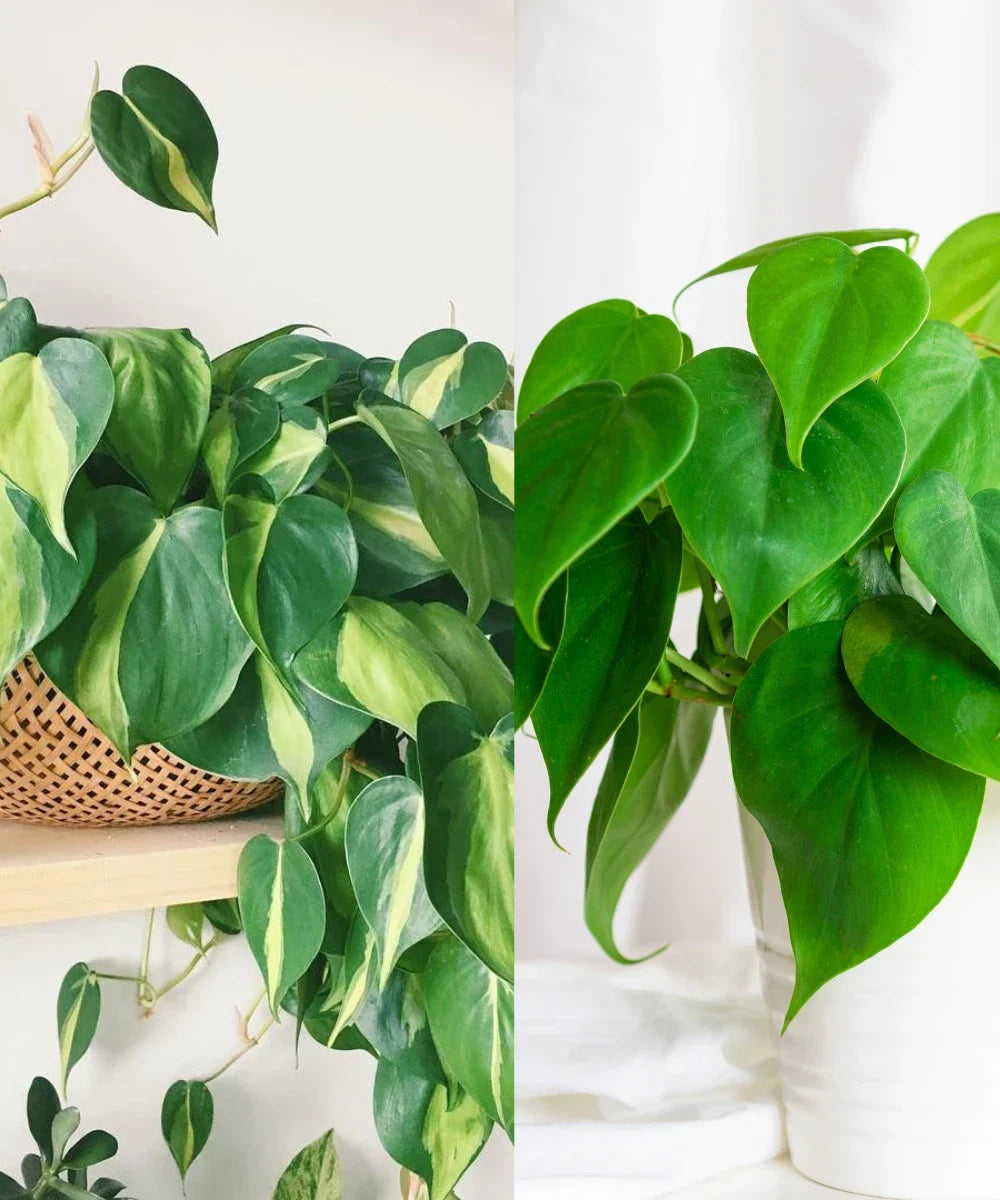 Philodendron Cuttings Combo | Unrooted Heartleaf & Brazil | Propagation Set | Philodendron hederaceum & bipinnatifidum