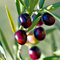 Canino Olive Tree Seeds 10 Pack Olea europaea European Edible Fruit Plant for Gardening and Culinary Use