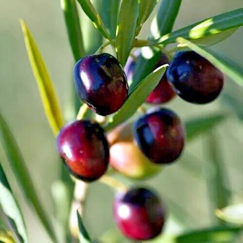Canino Olive Tree Seeds 10 Pack Olea europaea European Edible Fruit Plant for Gardening and Culinary Use