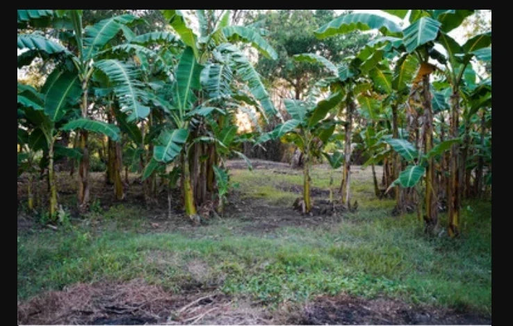 Live Banana Tree Starter Plant - Small Rooted Lacatan Musa - Fruiting Variety - Indoor & Outdoor Gardening