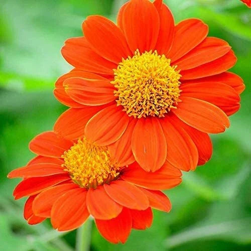 Mexican Sunflower Seeds 75 Pack - Attracts Butterflies & Hummingbirds Tithonia rotundifolia for Garden Pollinator Habitat