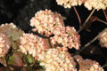 Kern's Pink Viburnum Plant Bare Root 12-16 in Pink Snowball Flowers Viburnum plicatum f. plicatum 'Pink' Zones 5-8
