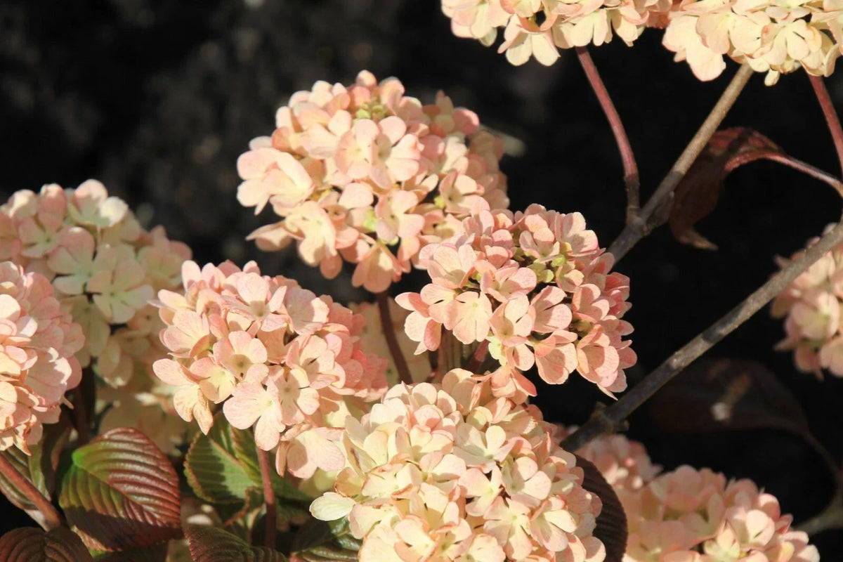 Kern's Pink Viburnum Plant Bare Root 12-16 in Pink Snowball Flowers Viburnum plicatum f. plicatum 'Pink' Zones 5-8