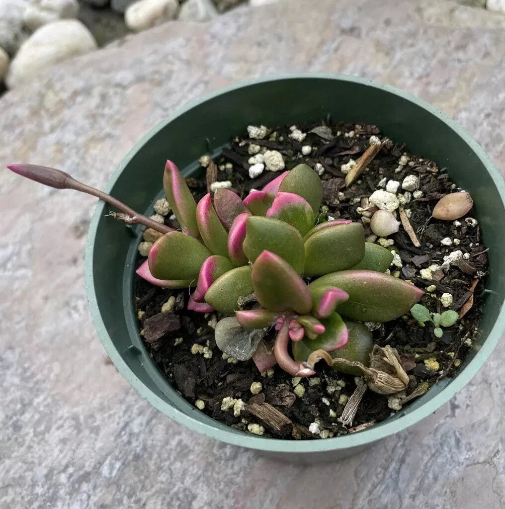 Rare Live Succulent Plant 4” Plastic Pot Sunrise Anacampseros Telephiastrum, Colorful Variegated Foliage, Drought Tolerant, Indoor Garden