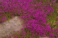 Purple Creeping Thyme Seeds - Thymus serpyllum 'Creeping' Ground Cover Plant, 250+ Seeds for Landscaping and Erosion Control