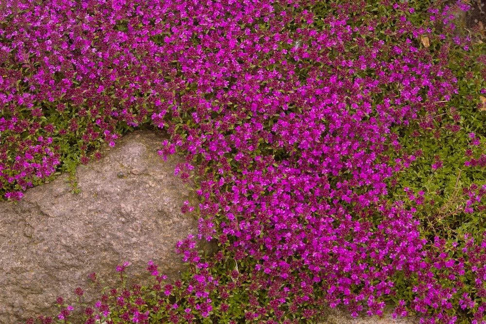 Purple Creeping Thyme Seeds - Thymus serpyllum 'Creeping' Ground Cover Plant, 250+ Seeds for Landscaping and Erosion Control