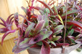 Wandering Jew Cutting - Setcreasea Tradescantia Pallida Tampicana - Uncommon Indoor Plant