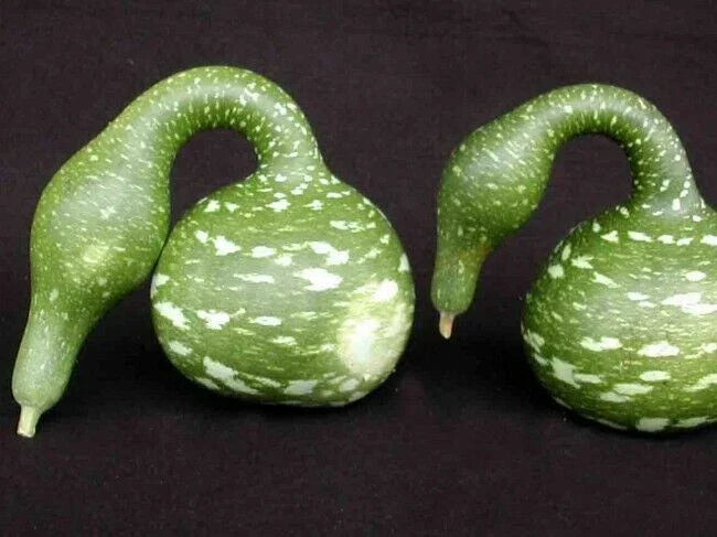 Speckled Swan Gourd Seeds – Unique Decorative Gourds for Fall & Crafts – Cucurbita pepo – 10 Fresh Seeds