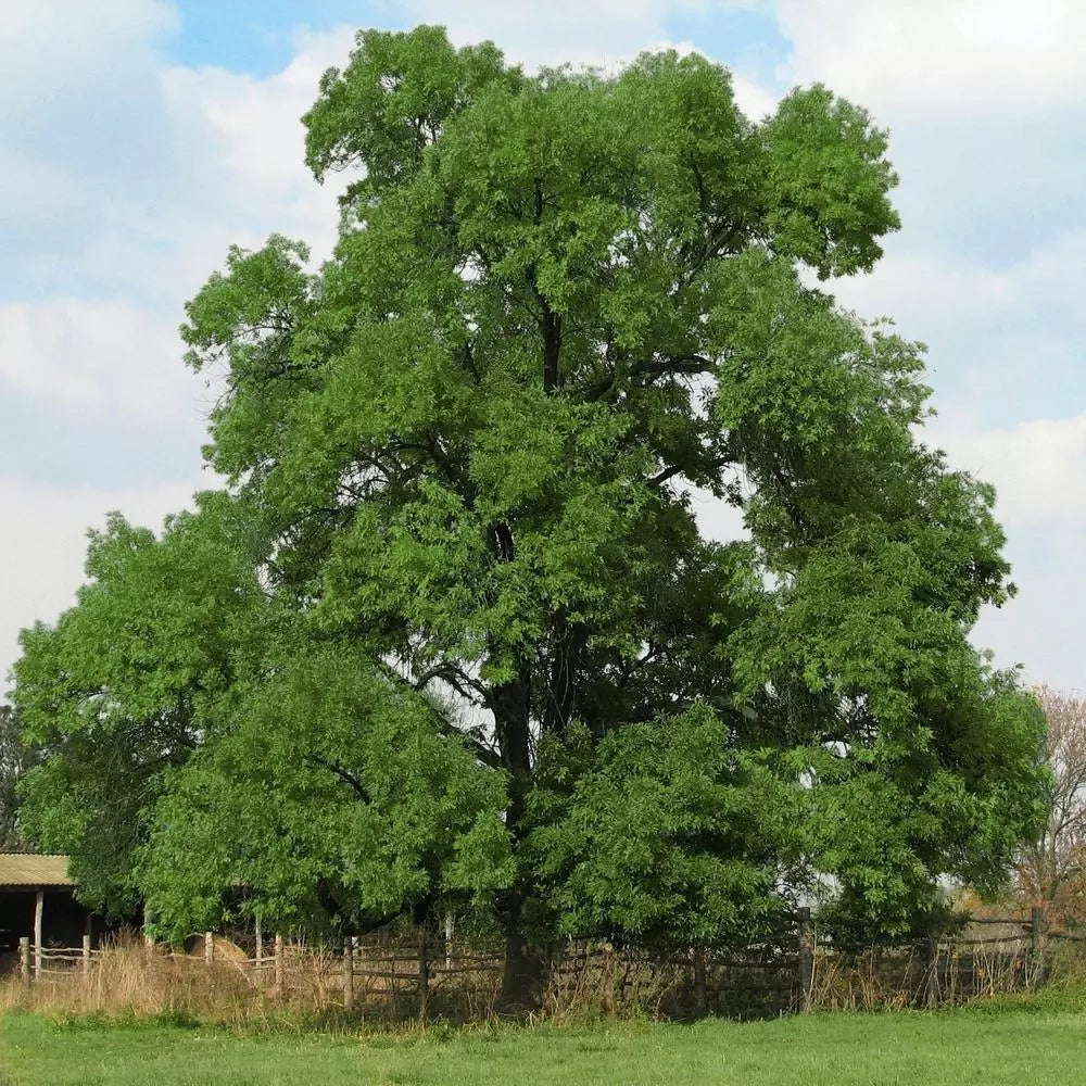 Black Walnut Tree Live Plant 8-16 Inches Bare Root Juglans nigra Hardy Shade Tree for Zones 5-9