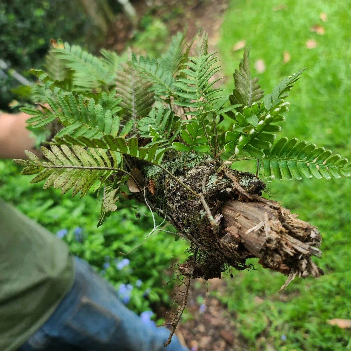 Live Resurrection Fern on Stick – Pleopeltis polypodioides, Epiphytic Fern for Terrarium & Indoor Decor