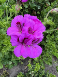 Purple Pelargonium Cuttings 6" - Regal Geranium x hortorum, Vibrant Purple Blooms, Indoor & Outdoor Plants