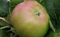 Jacques Lebel Apple Seeds - Organic Malus domestica for Home Garden Planting - 25+ Seeds, Non-GMO, USA Made