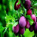 American Plum Tree Seeds - Prunus americana, Fast Growing Fruit & Flower Plant, Hardy in Zone 3, Edible Plums, Wildlife Attractant