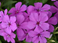 Gisele Purple Phlox Seeds - 100+ Count, Perennial, Vibrant Purple Flowers, Phlox paniculata, Garden Planting, Easy to Grow